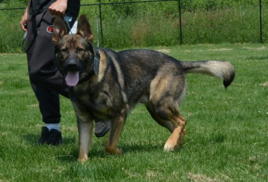 DSC_0016-550×468 DSC_0016-550x468