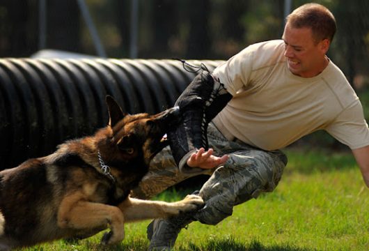 Shield K9 Dog Training Shield K9 Dog Training